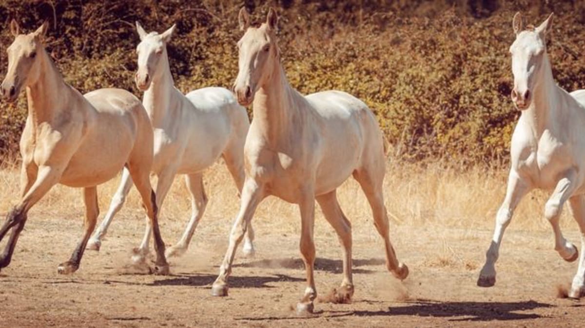 Yeguada Sánchez del Mazo - Hipica in Piedrahíta