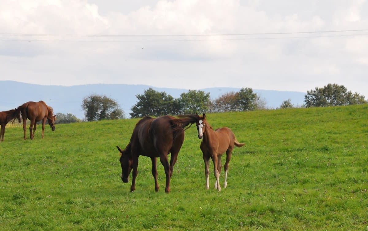 Yeguada Es desig - Hipica a Colmenar Viejo