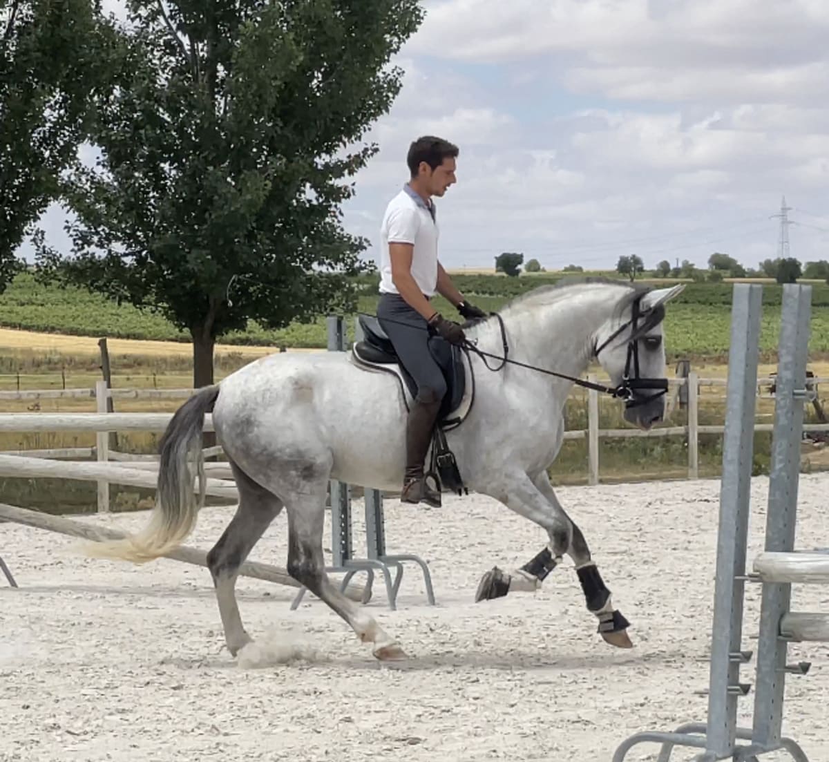 Alberto Bada Dressage Horses - Hipica in Mucientes