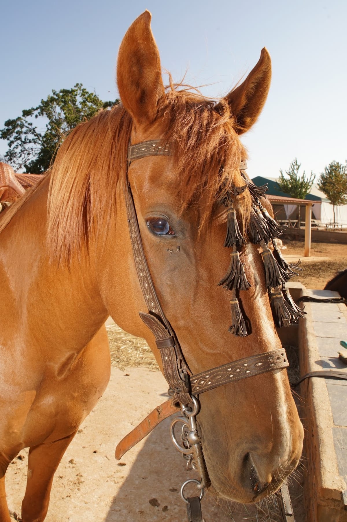 Hípica El Couso - Hipica in Trabazos