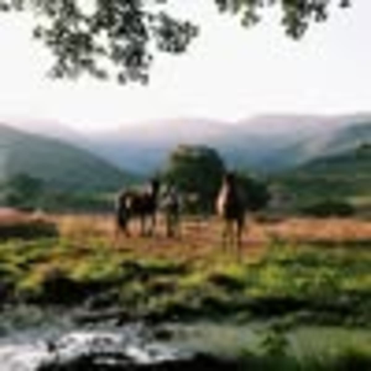 Picadero "Los Pilones" - Hipica in Jerte