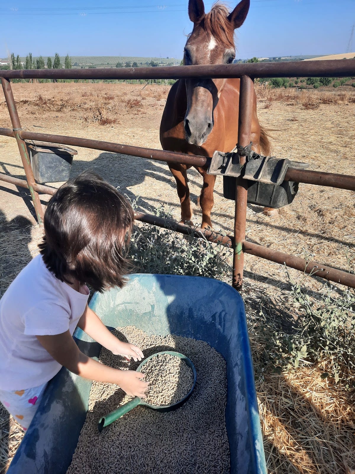 Asociación de Zooterapia de Extremadura - Hipica en Badajoz