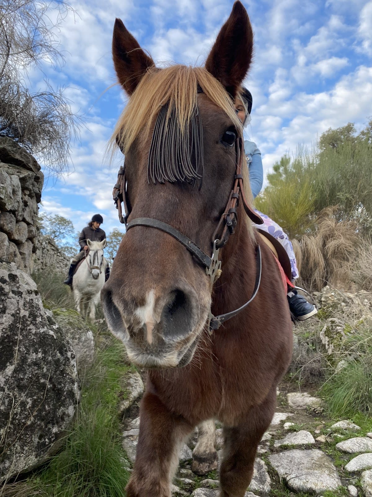 Marvão Horses - Hipica em Portalegre