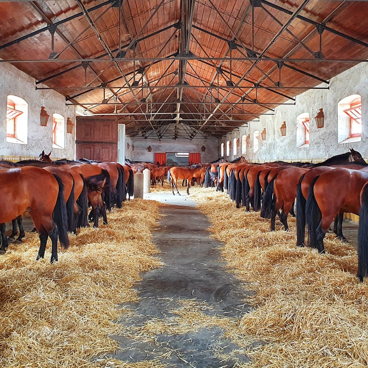 Coudelaria de Alter - Hipica in Alter do Chão