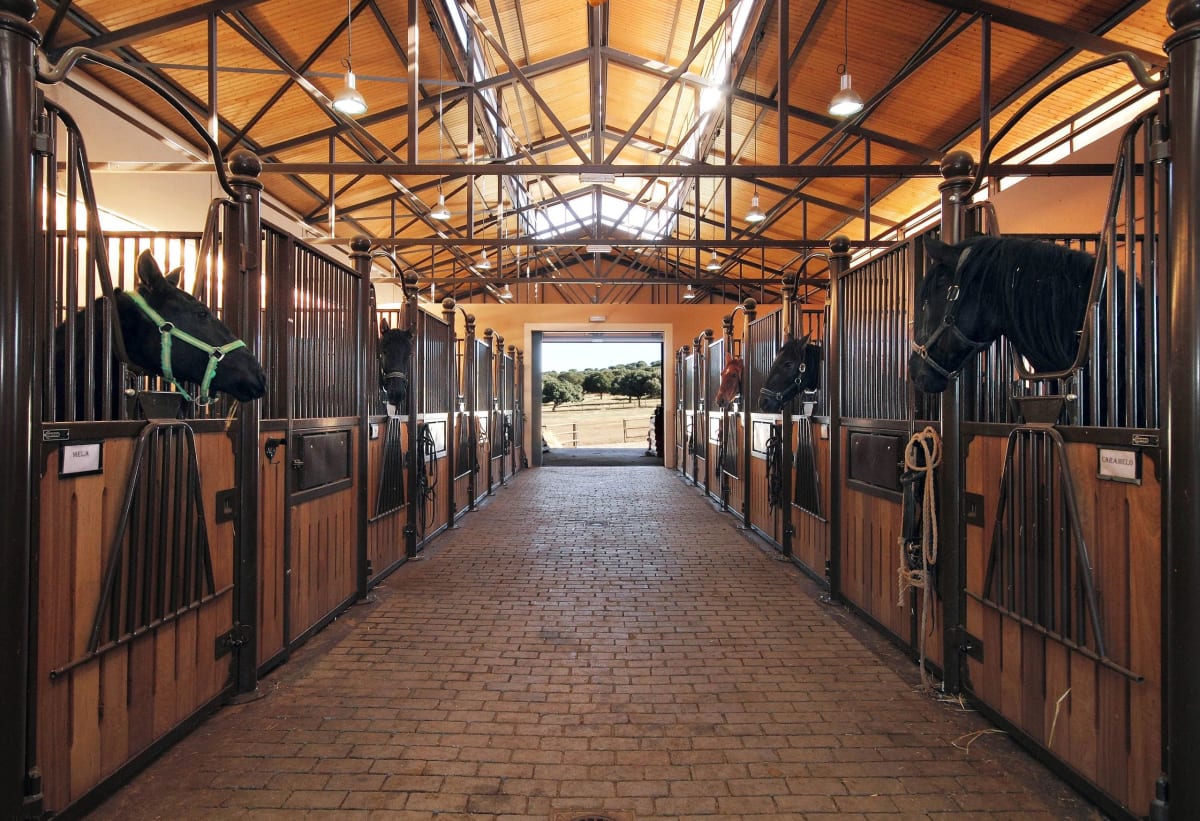 LAS NEGRILLAS HORSE BREEDING FARM - Hipica in Las Veguillas