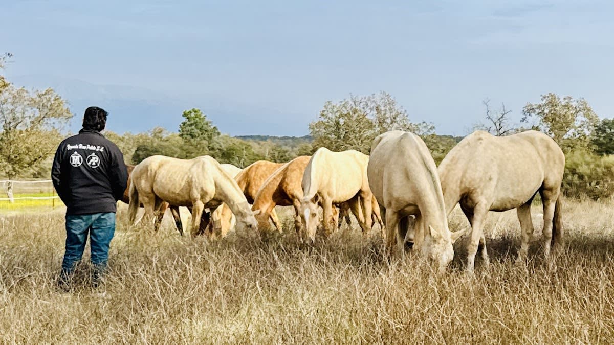 Yeguada Hnos Pulido - Hipica in Losar de la Vera