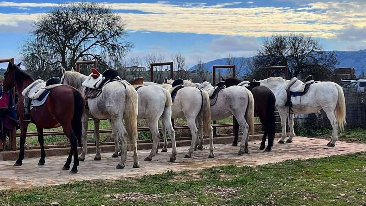 Aventuras Cabañeros, S.L. - Hipica in El Robledo