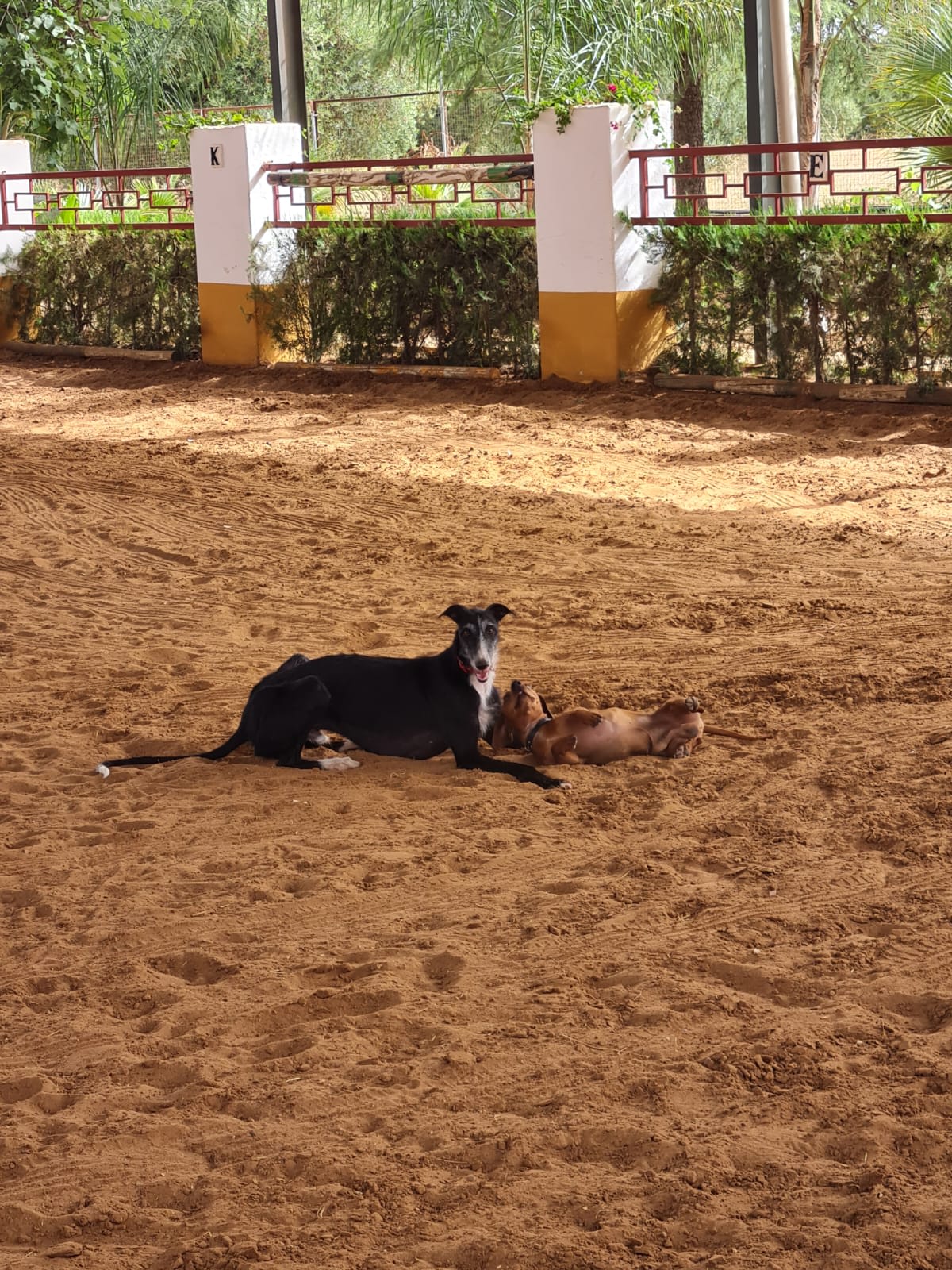 Escuela de Equitación Campiña Ecuestre - Hipica in Paradas