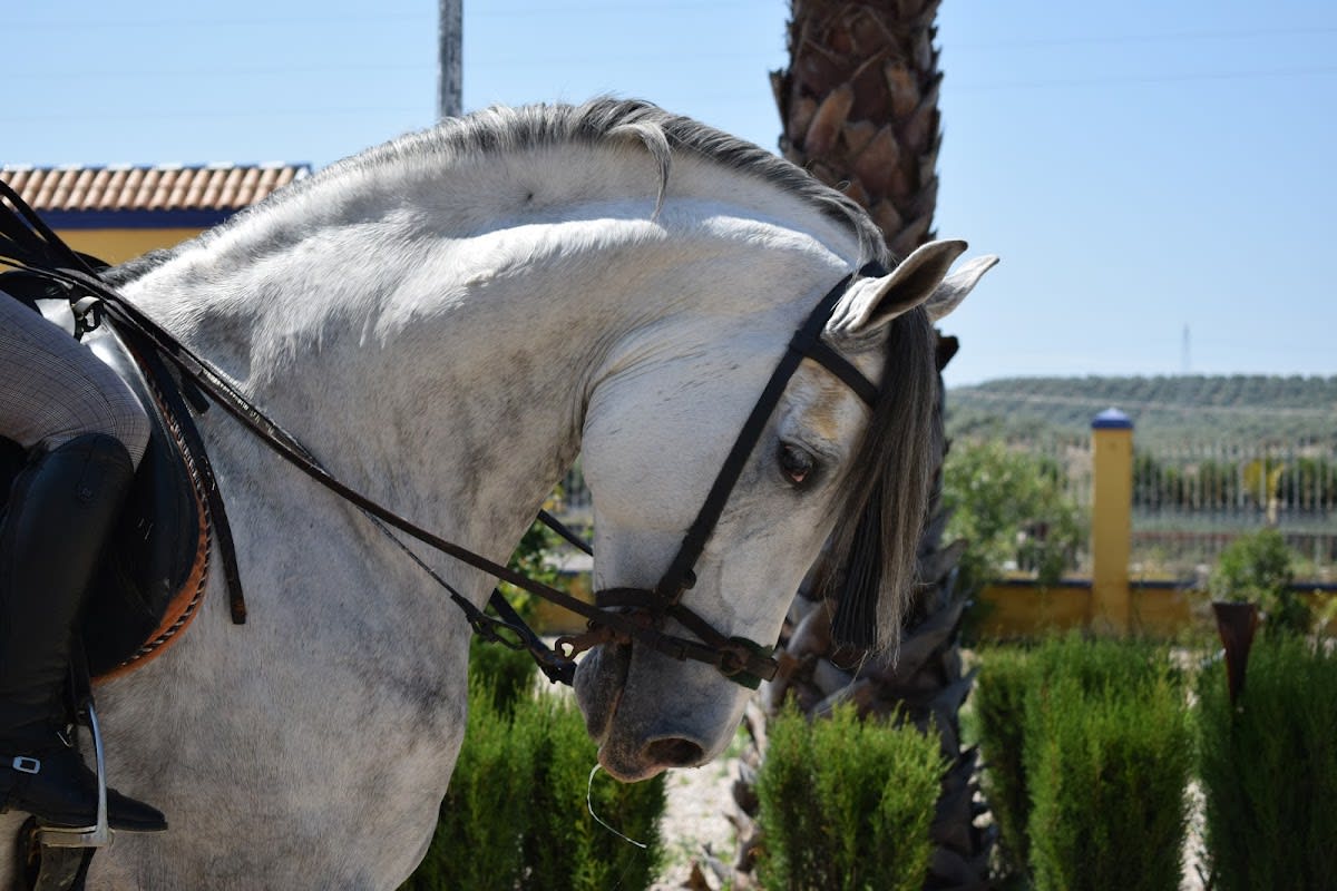Escuela de Equitación Los Llanos - Hipica in Jaén