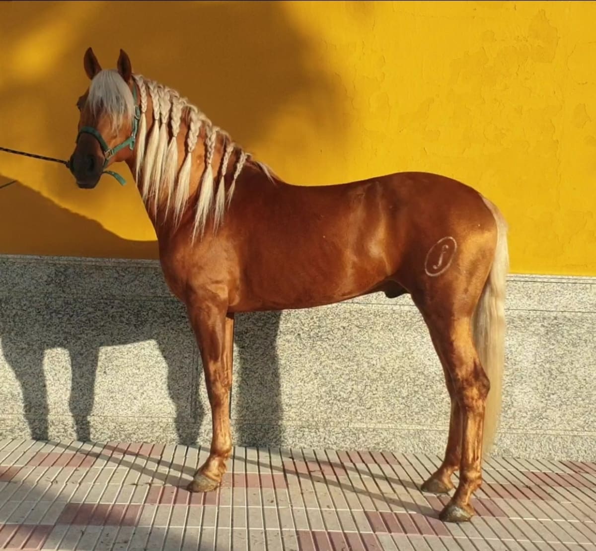 UNIVERSO P.R.E YEGUADA - Hipica in Vivares