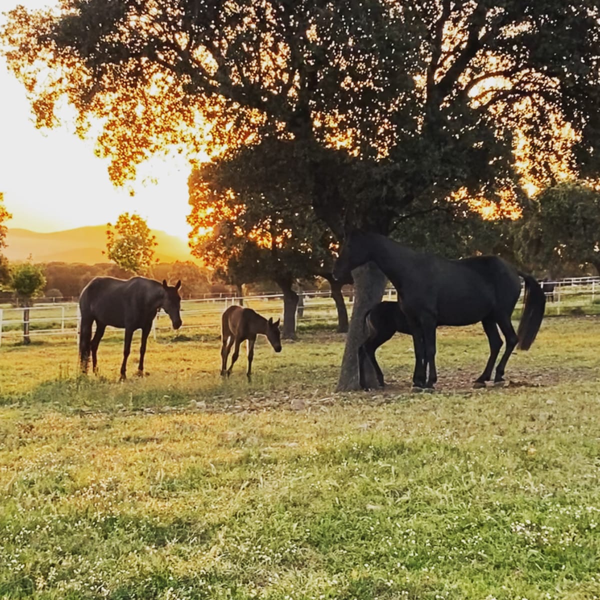 Yeguada Valdeviñas - Hipica en Puertollano