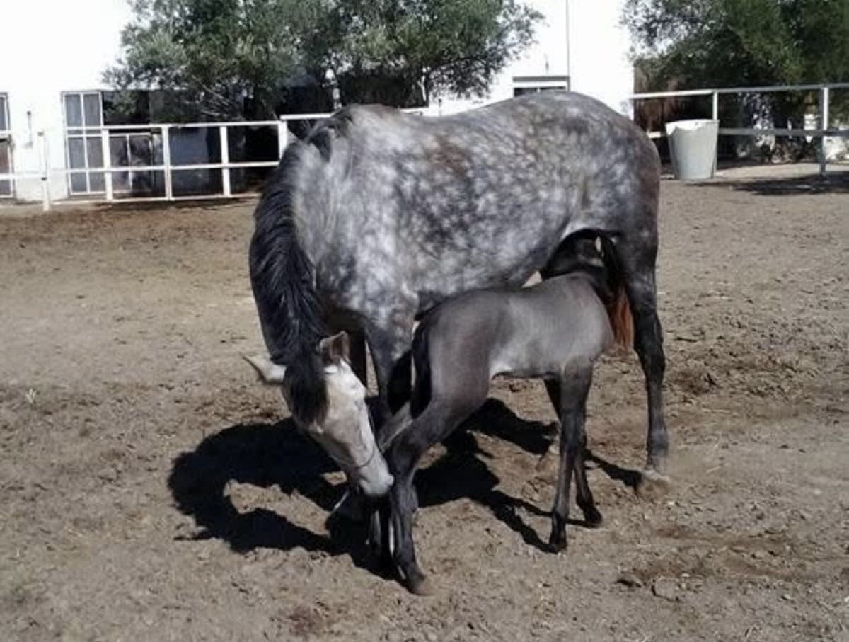 Yeguada el Halcón - Hipica en Baeza