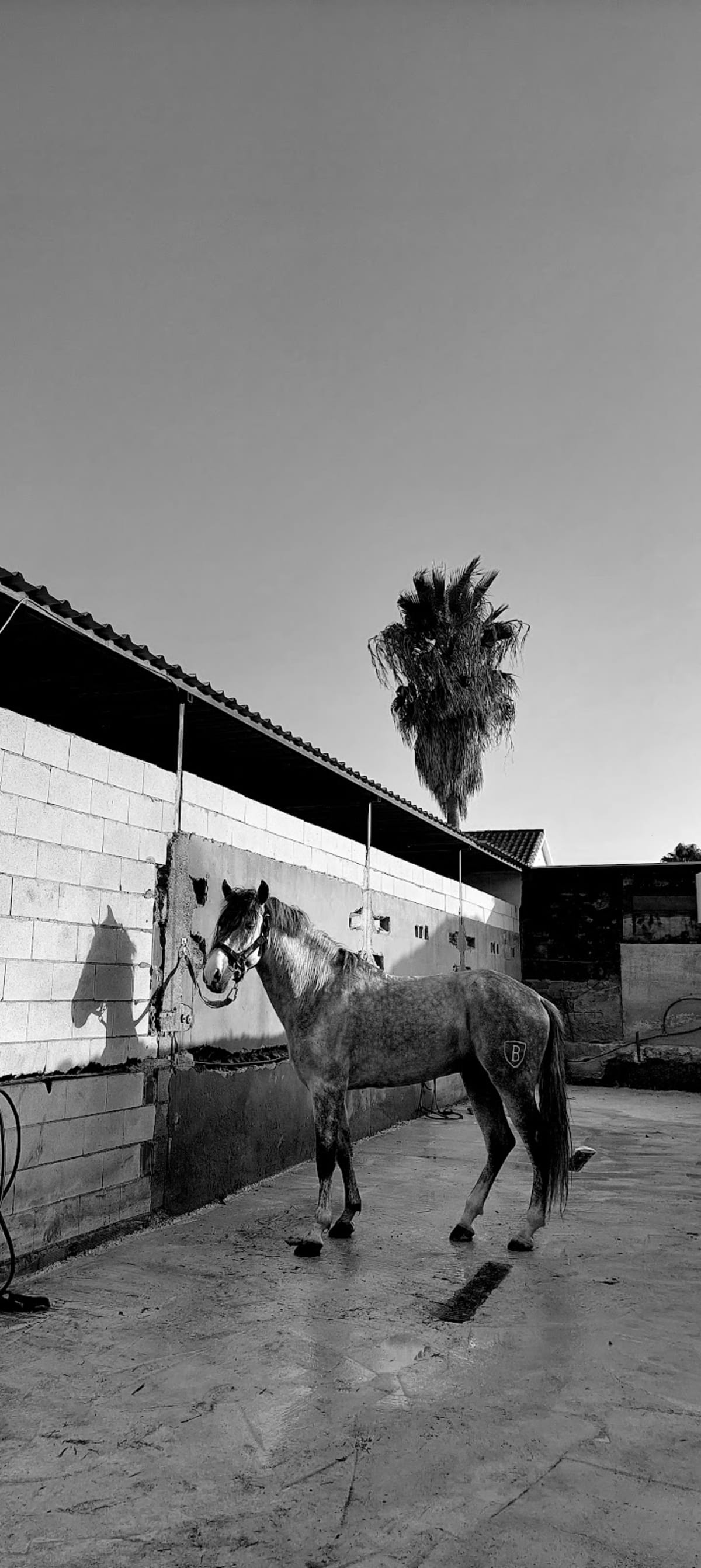 Club Hípico Azahar - Hipica em Cártama