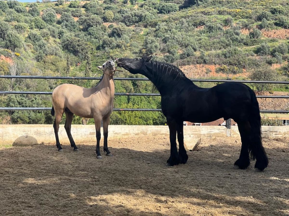 HACIENDA MONTE MARINA CLUB HIPICO - Hipica en Marbella