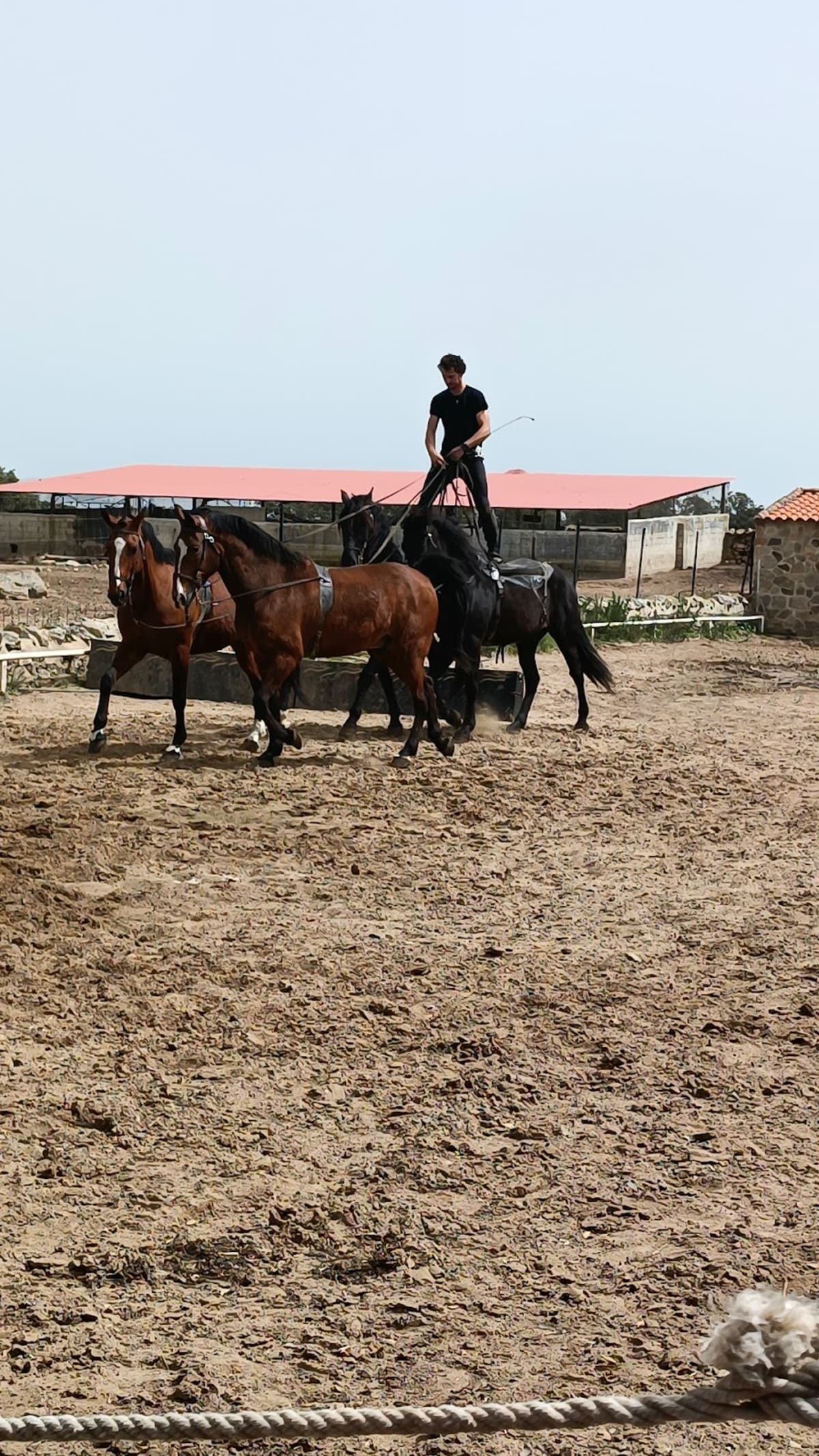Los Pedroches Animal Experience by Paco Martos - Hipica in Villanueva de Córdoba