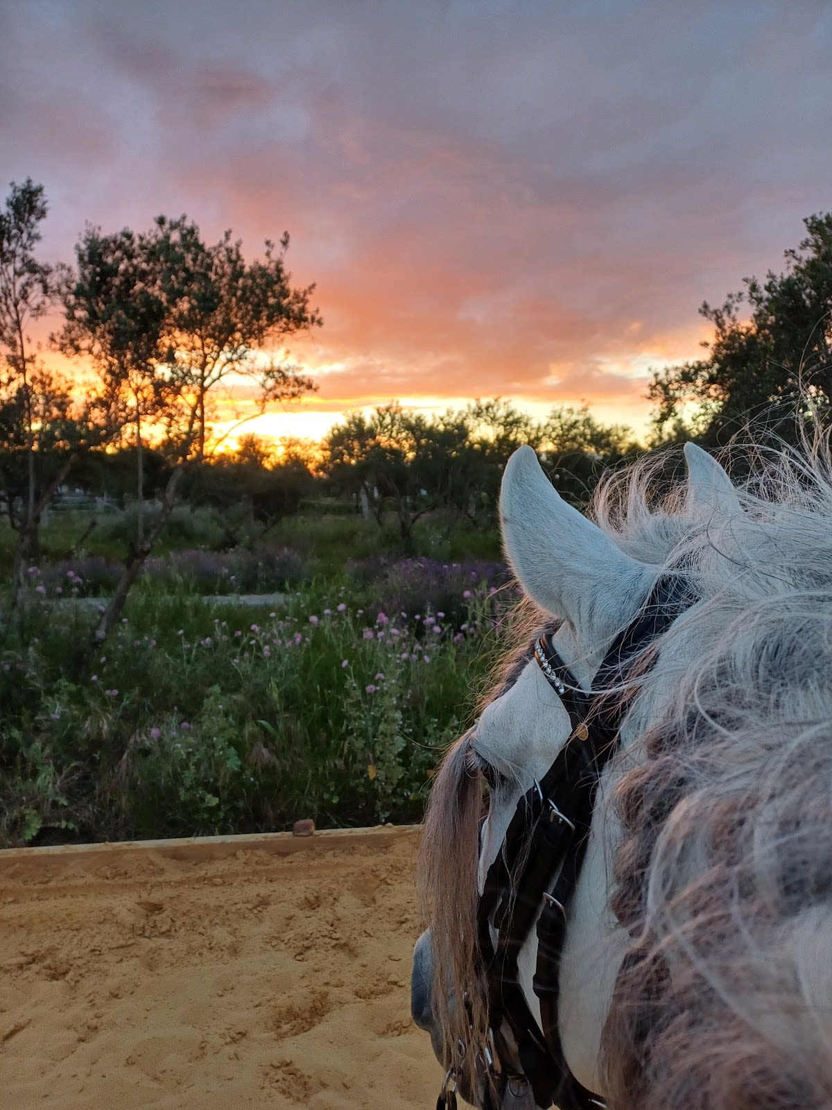caballos de la esperanza - Hipica in Los Jinetes