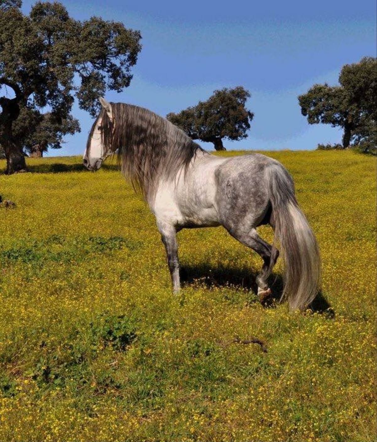 Yeguada la Bellota - Hipica em Belalcázar
