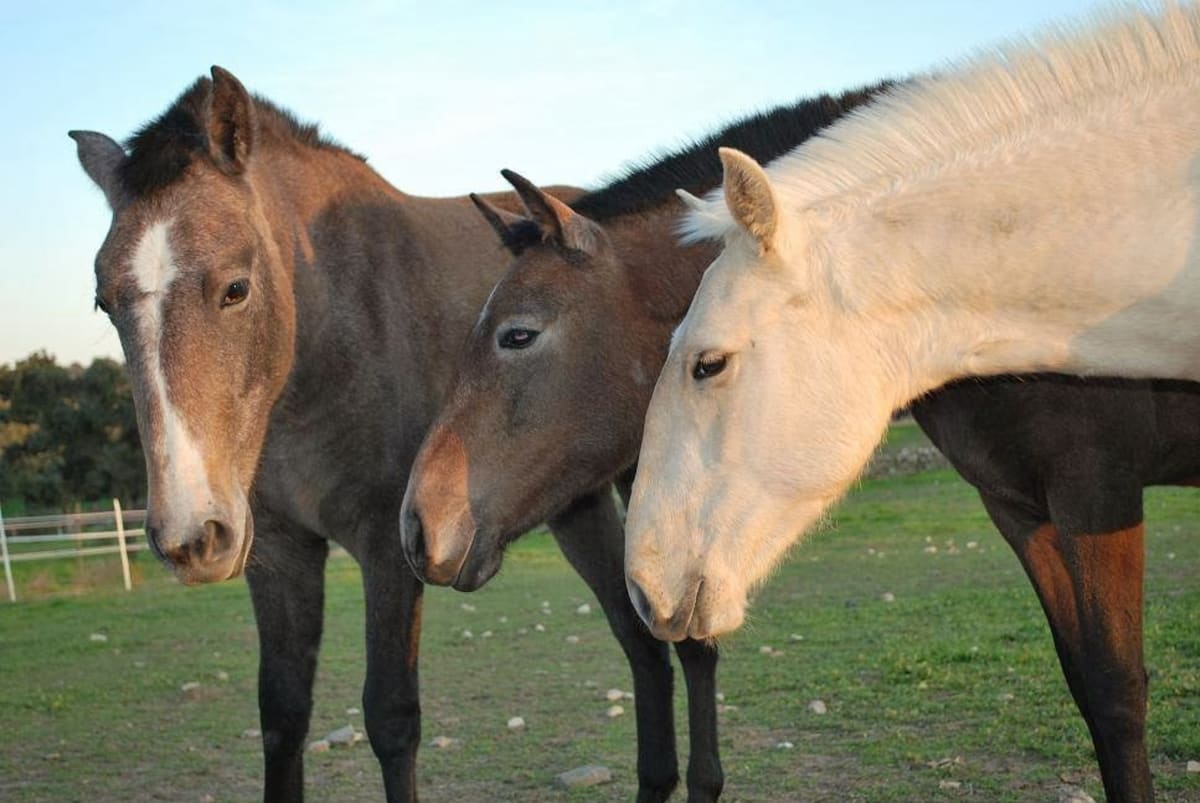 Yeguada Vega Castillo - Hipica in Córdoba