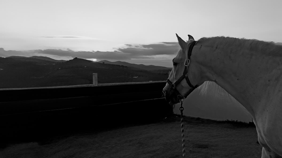 Yeguada Gálvez Rando - Hipica in Colmenar