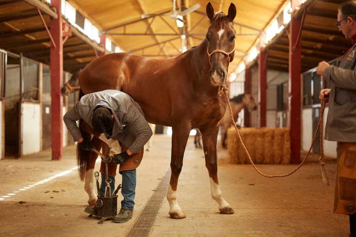 ESCUELA DE HERRADORES "Manuel de la Rosa" - Hipica a Puebla de la Parrilla