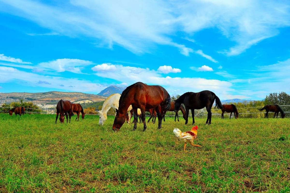 YEGUADA LUQUE GUERRERO - Hipica in Málaga