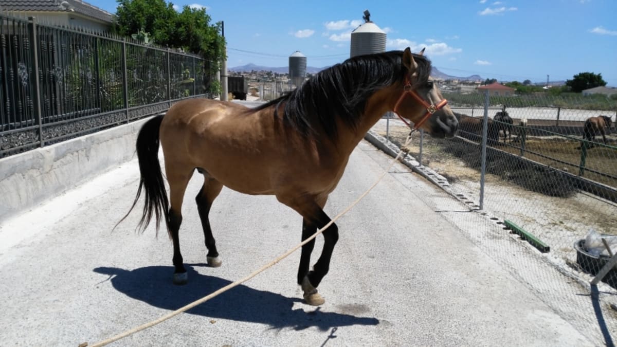 Yeguada retamar - Hipica in Murcia