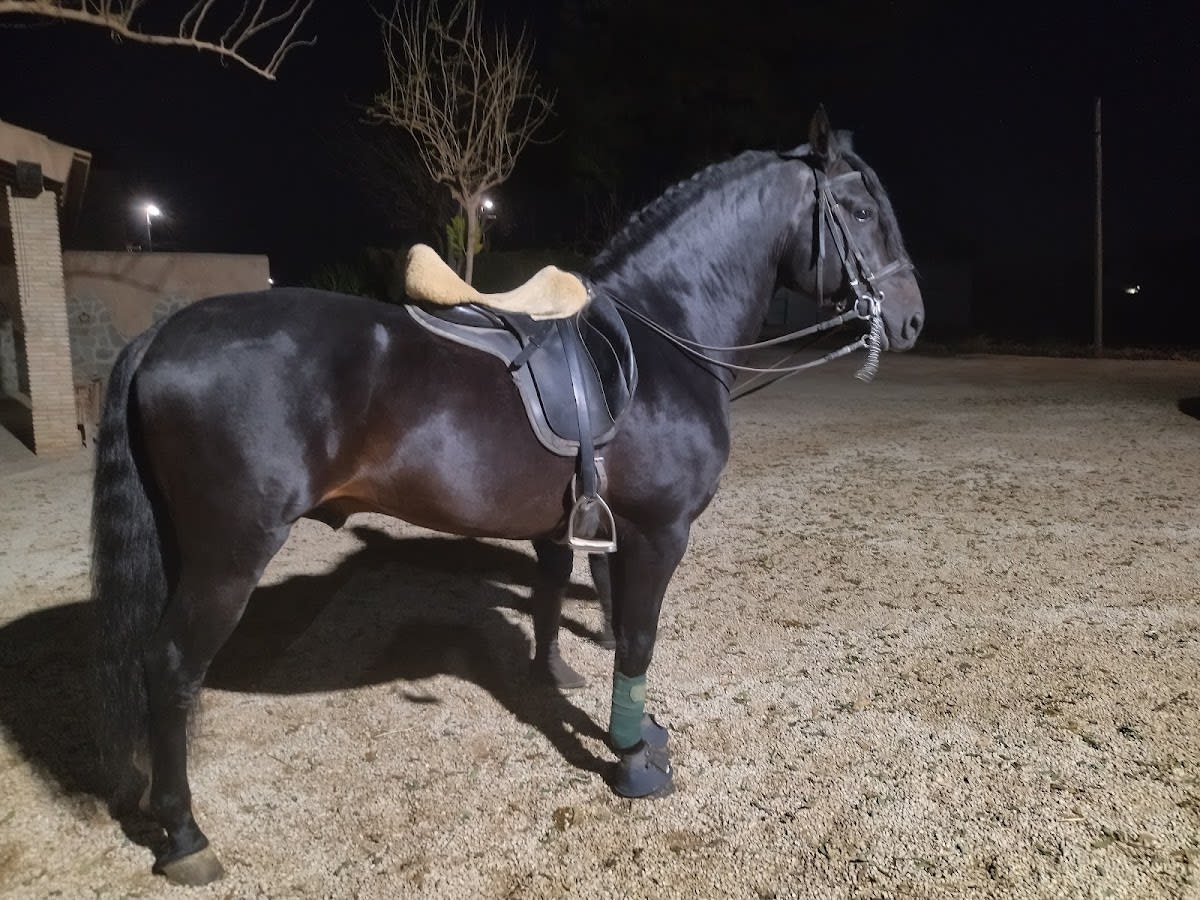 Club Ecuestre La HERRADURA - Hipica in Murcia