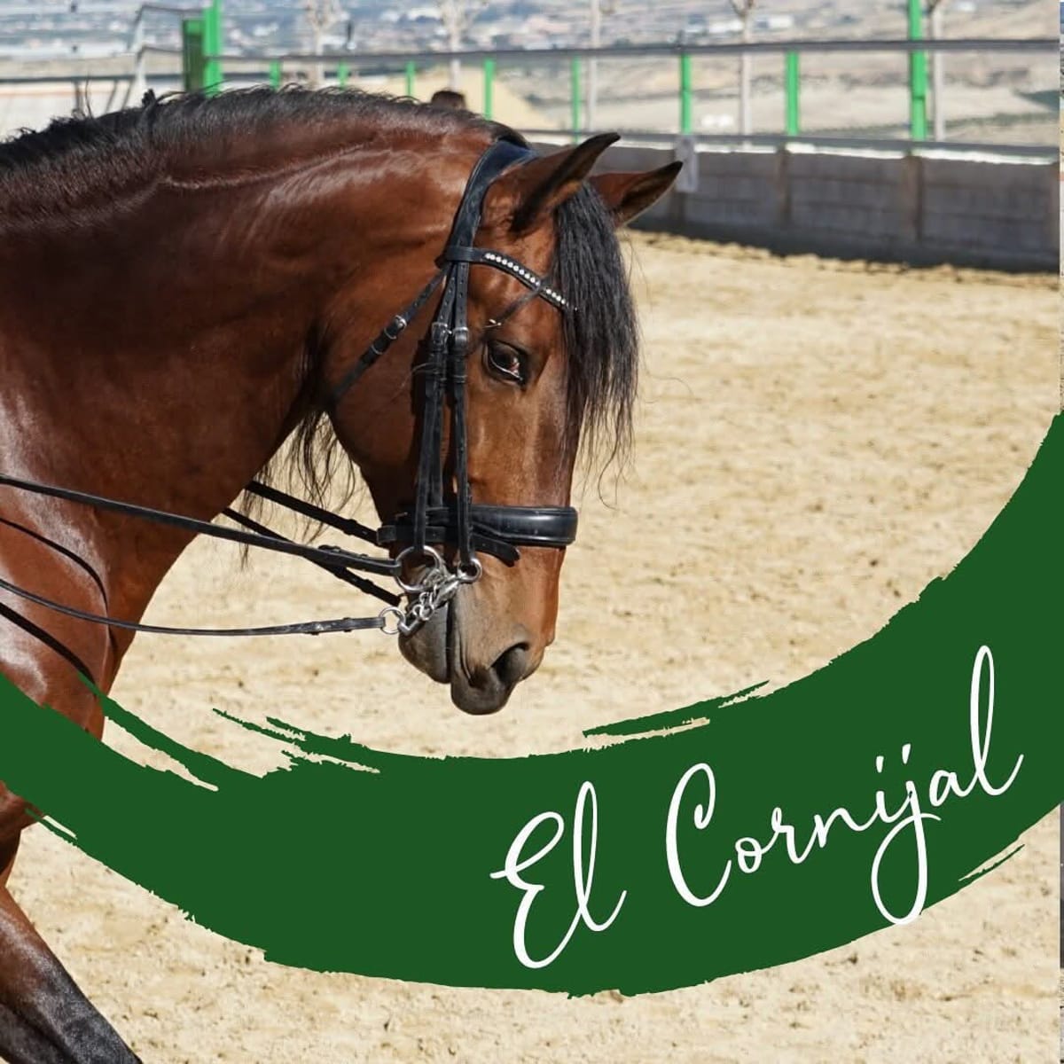 Club ecuestre El Cornijal - Hipica in Cañada de San Pedro