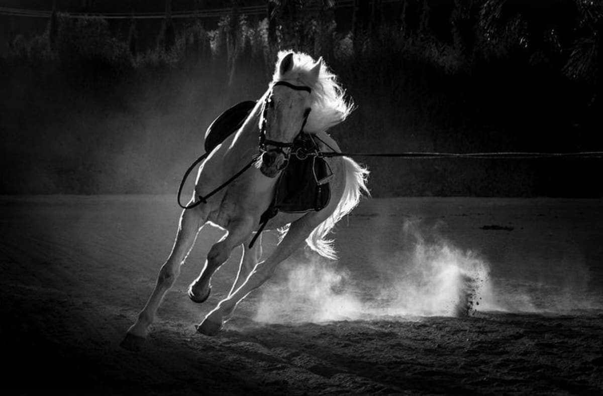 Ocio Ecuestre Buñol - Hipica em Buñol