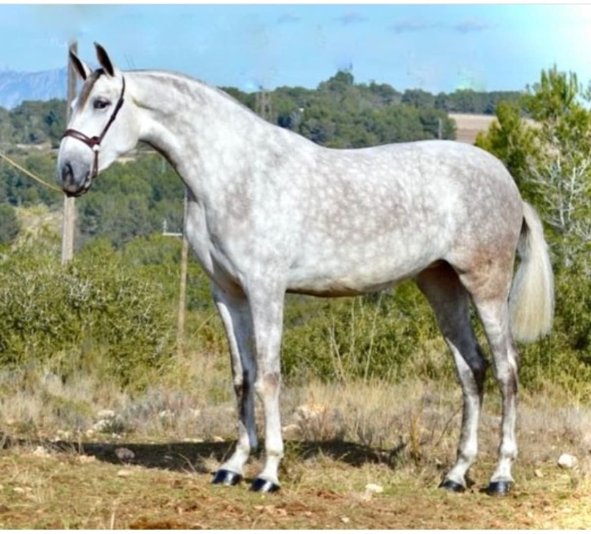 Yeguada Miranda de la Rosa - Hipica in Archena