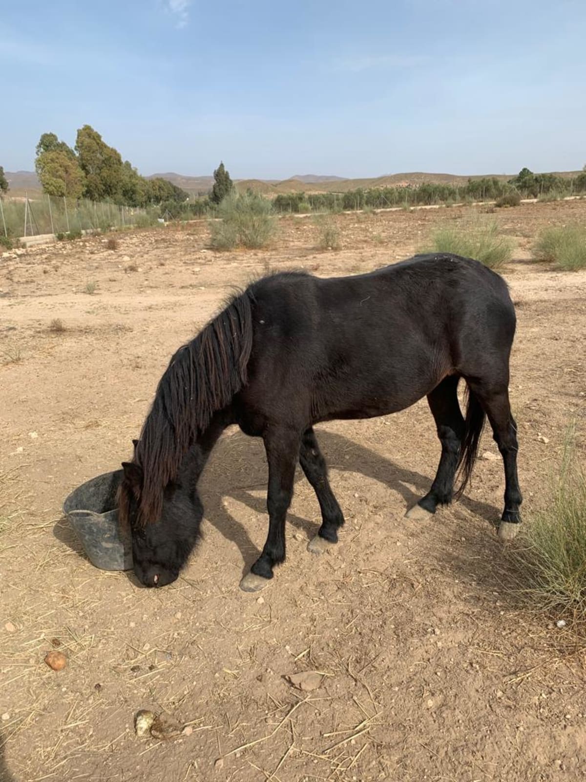 YEGUADA COMANCHE - Hipica in Tabernas