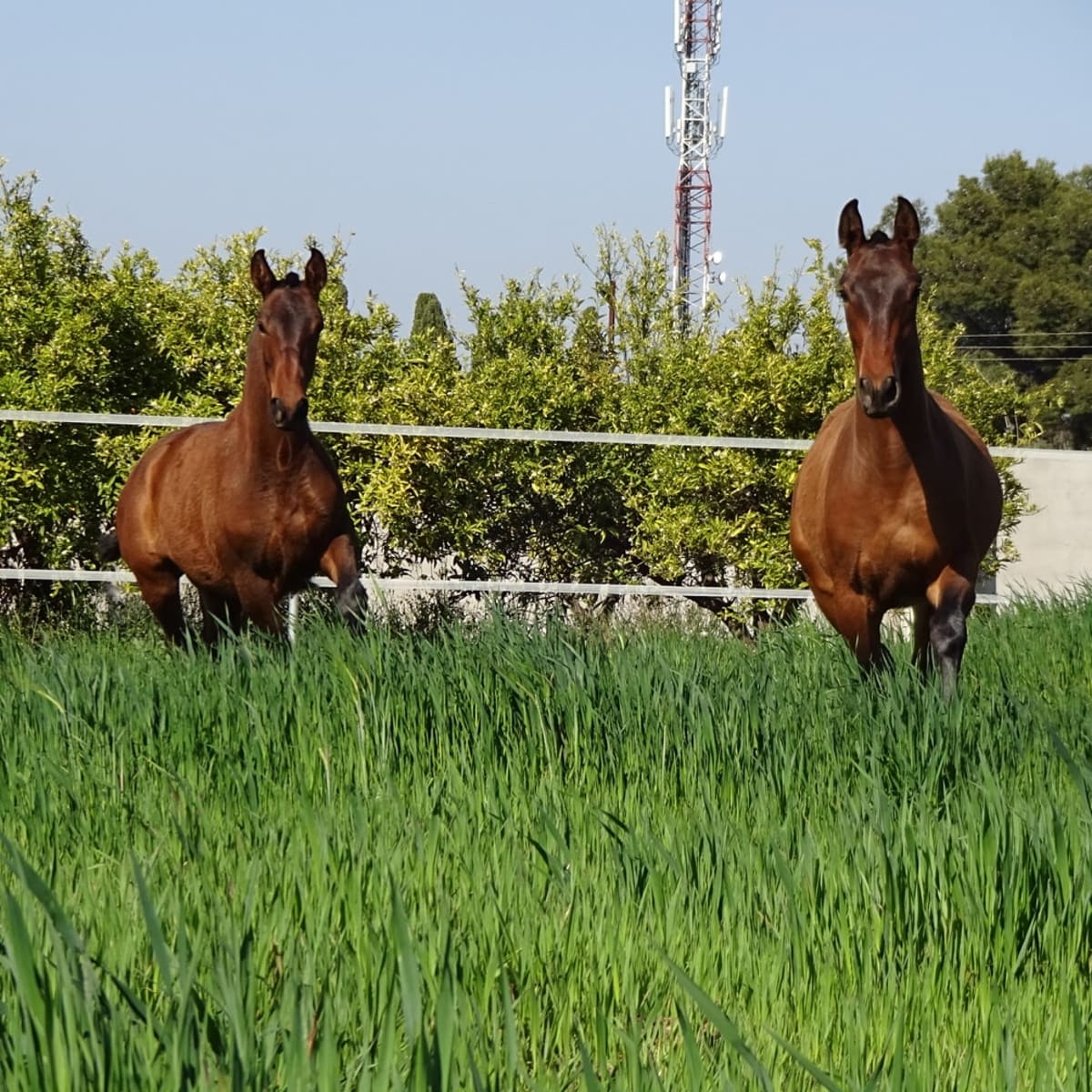 YEGUADA AMADEO BOU . CABALLOS PRE - Hipica in Onda