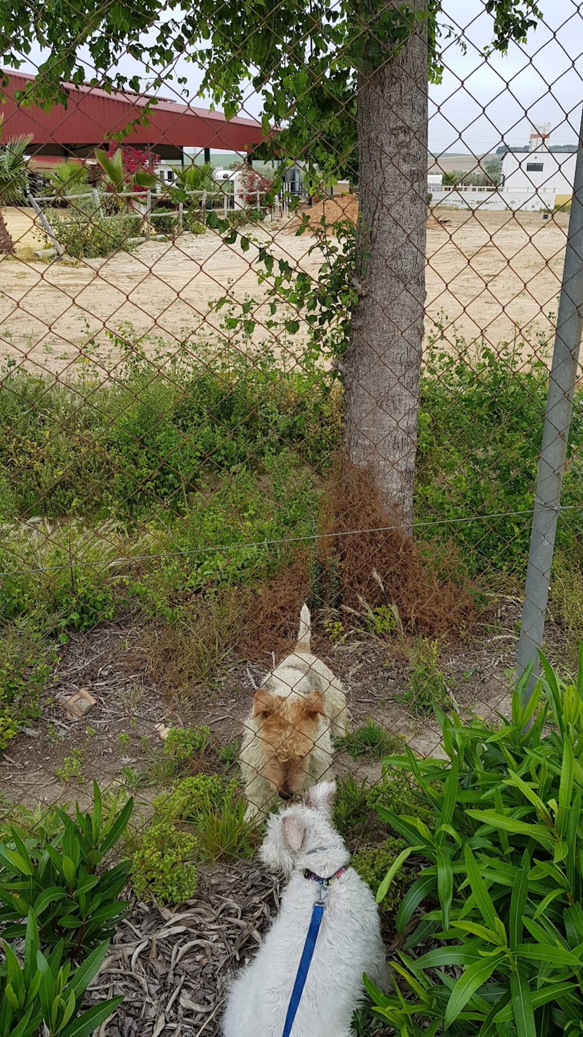 Club Hípico Caminos y Era - Hipica a Salteras