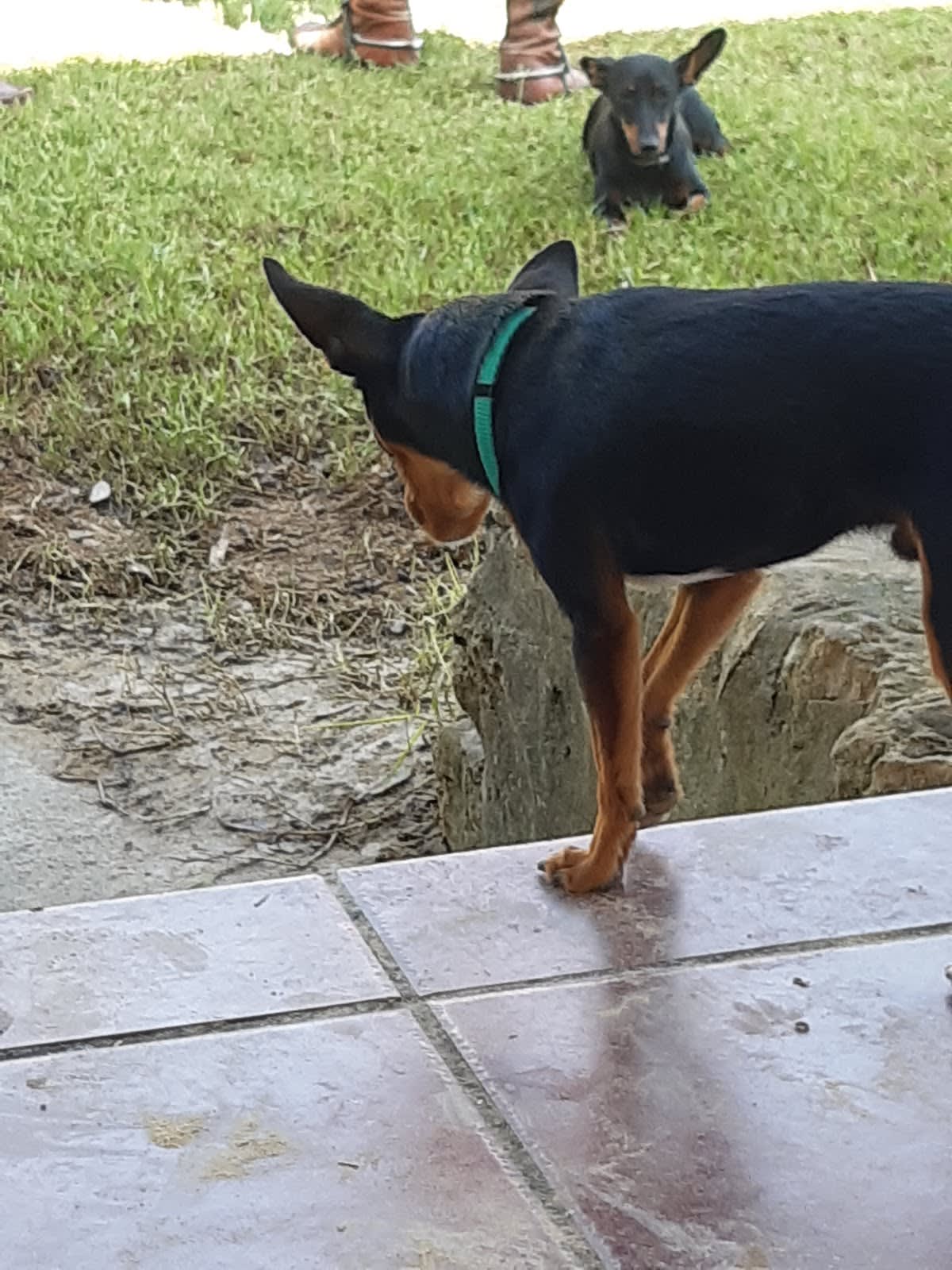 Hípica Monteverde - Hipica in Coria del Río