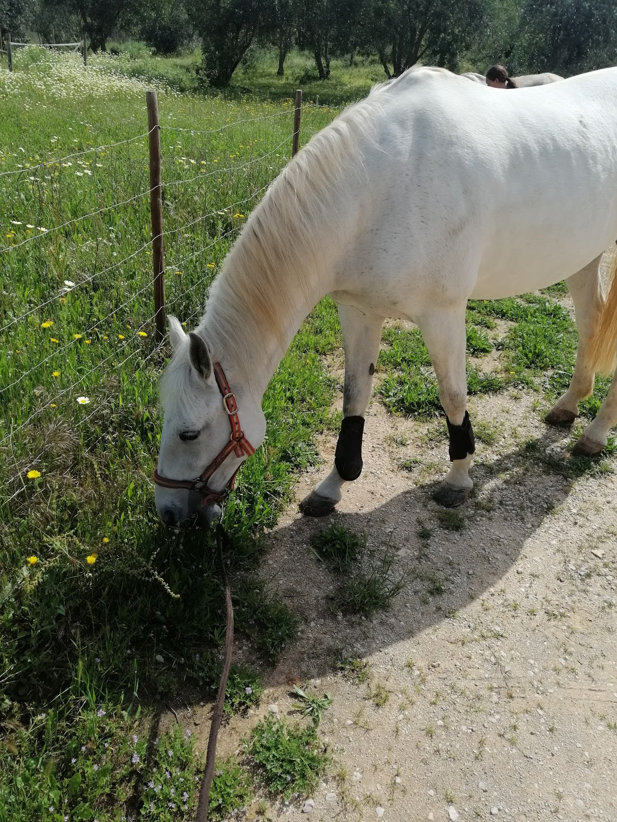Clube Hípico de Loulé - Hipica in Loulé