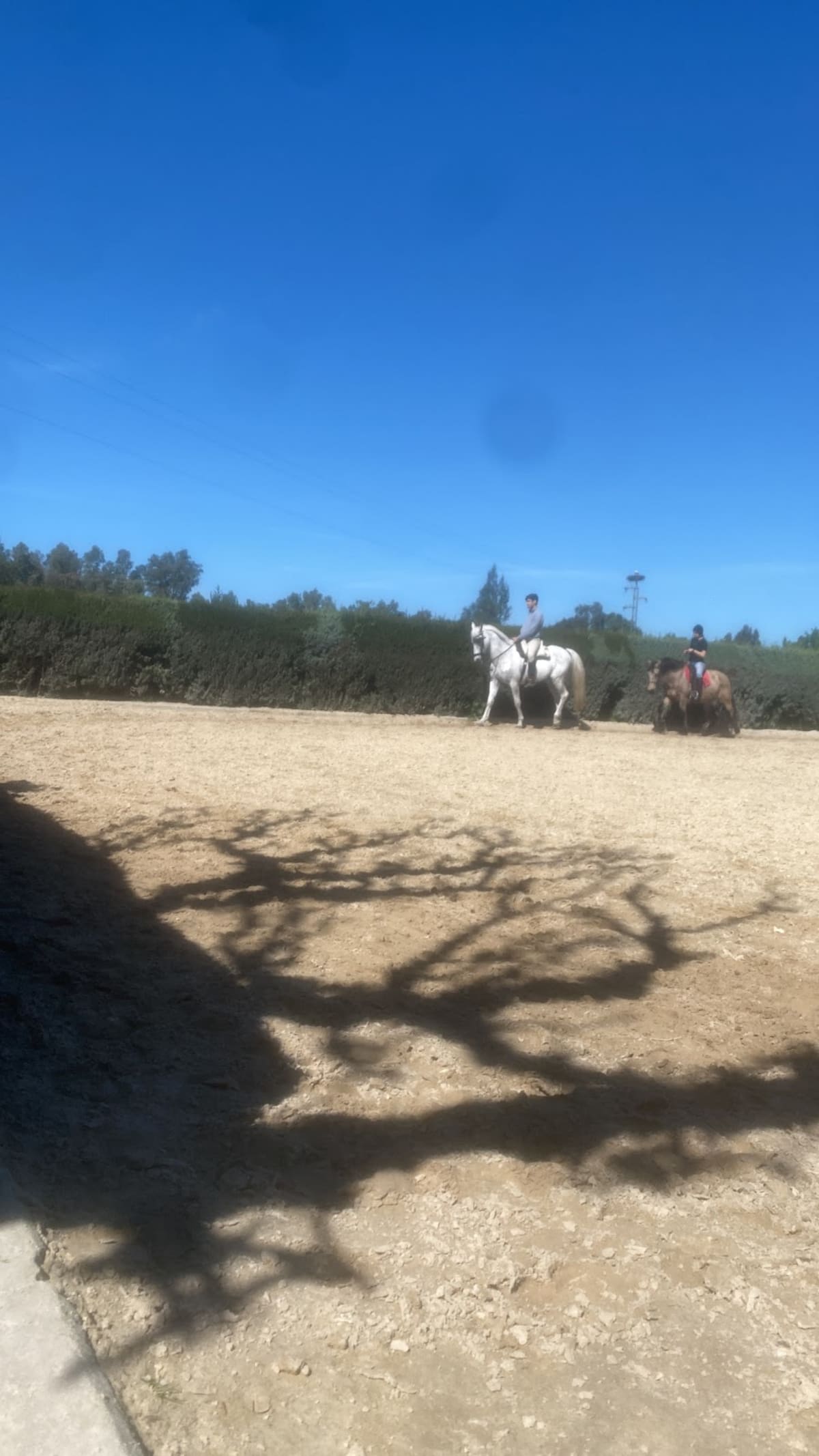 Centro Hípico Mariano Orta - Hipica in Niebla