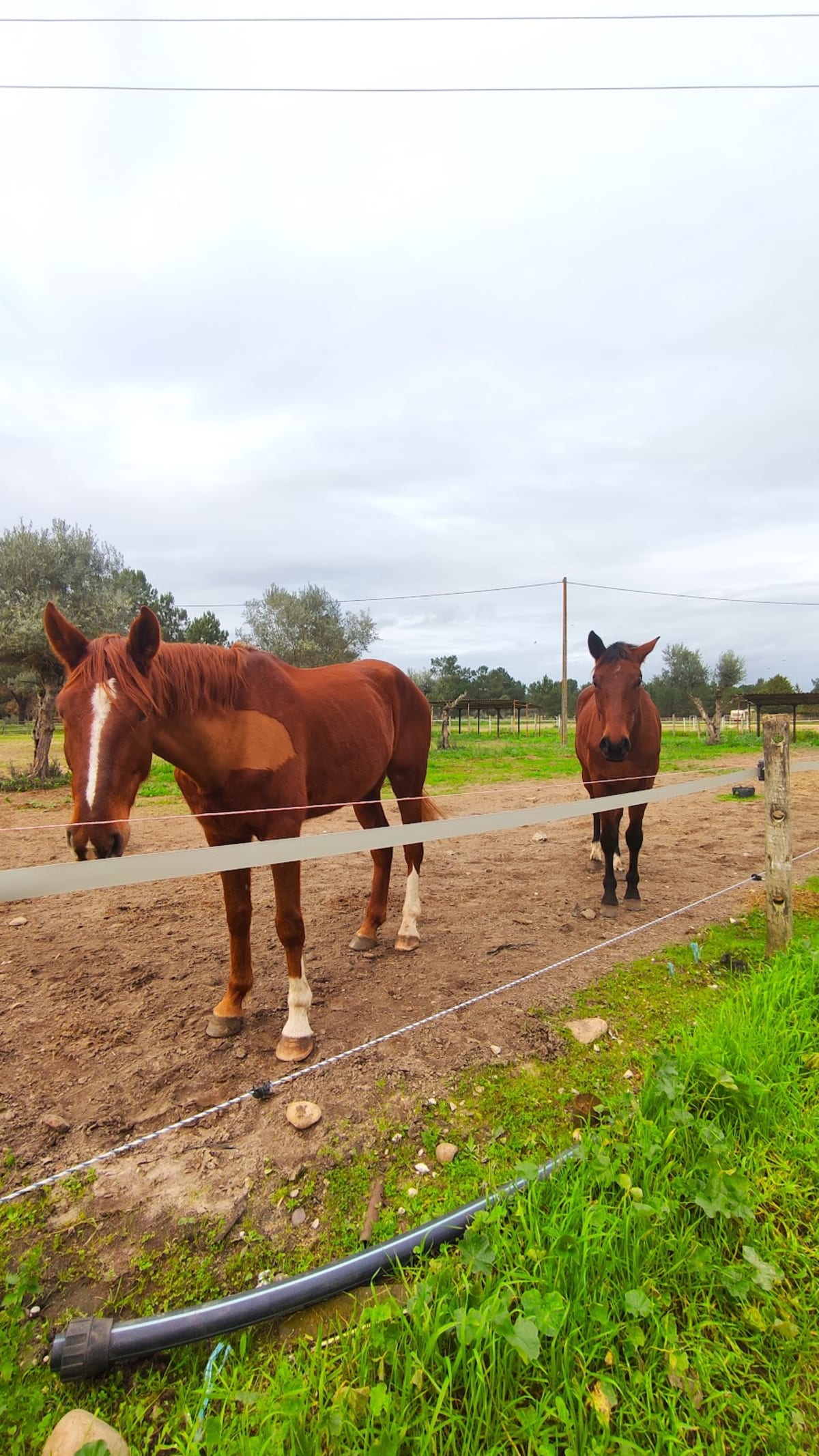 Centro Hípico de Abrantes - Hipica in Abrantes