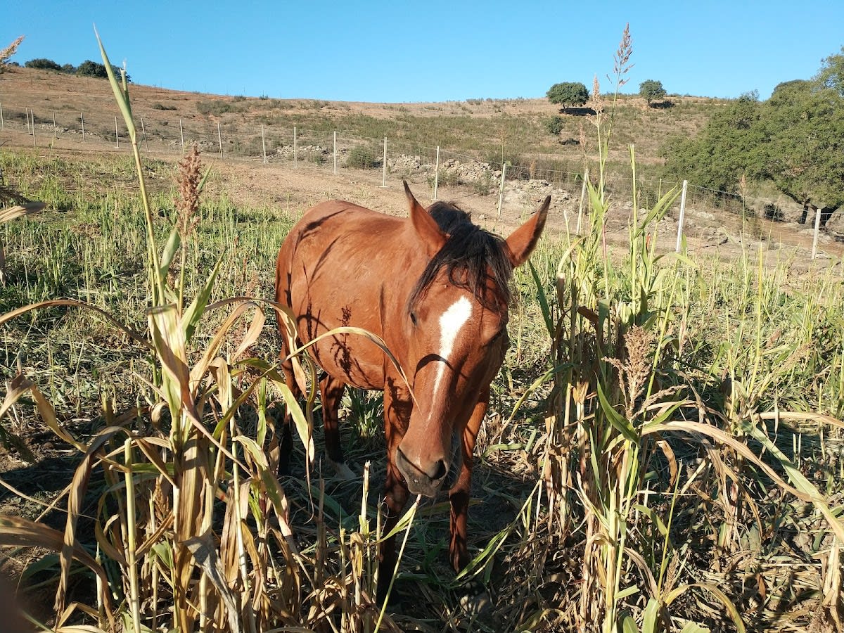 Green Horse Ranch - Hipica in Calañas