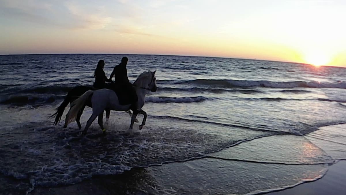 Falesia - Horse Riding Albufeira - Hipica in Guia