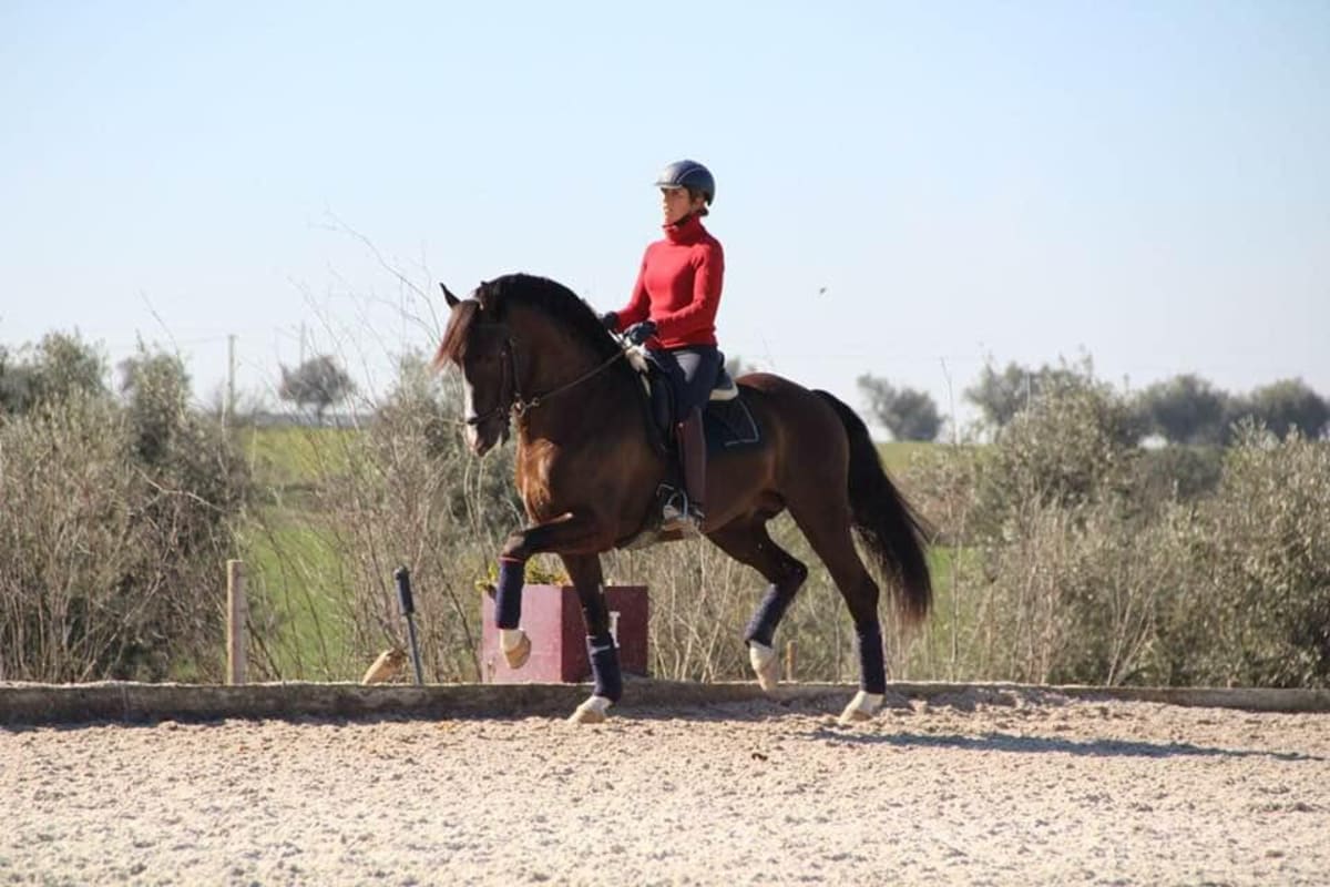 Coralie Baldrey Dressage - Hipica in Vimieiro