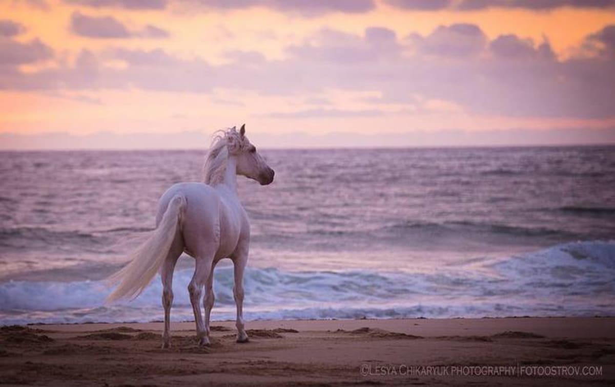 Lusitanos Riding Centre - Hipica in Aldeia Galega da Merceana