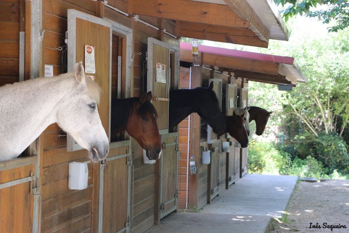 Todos a Galope - Hipica in Lisboa