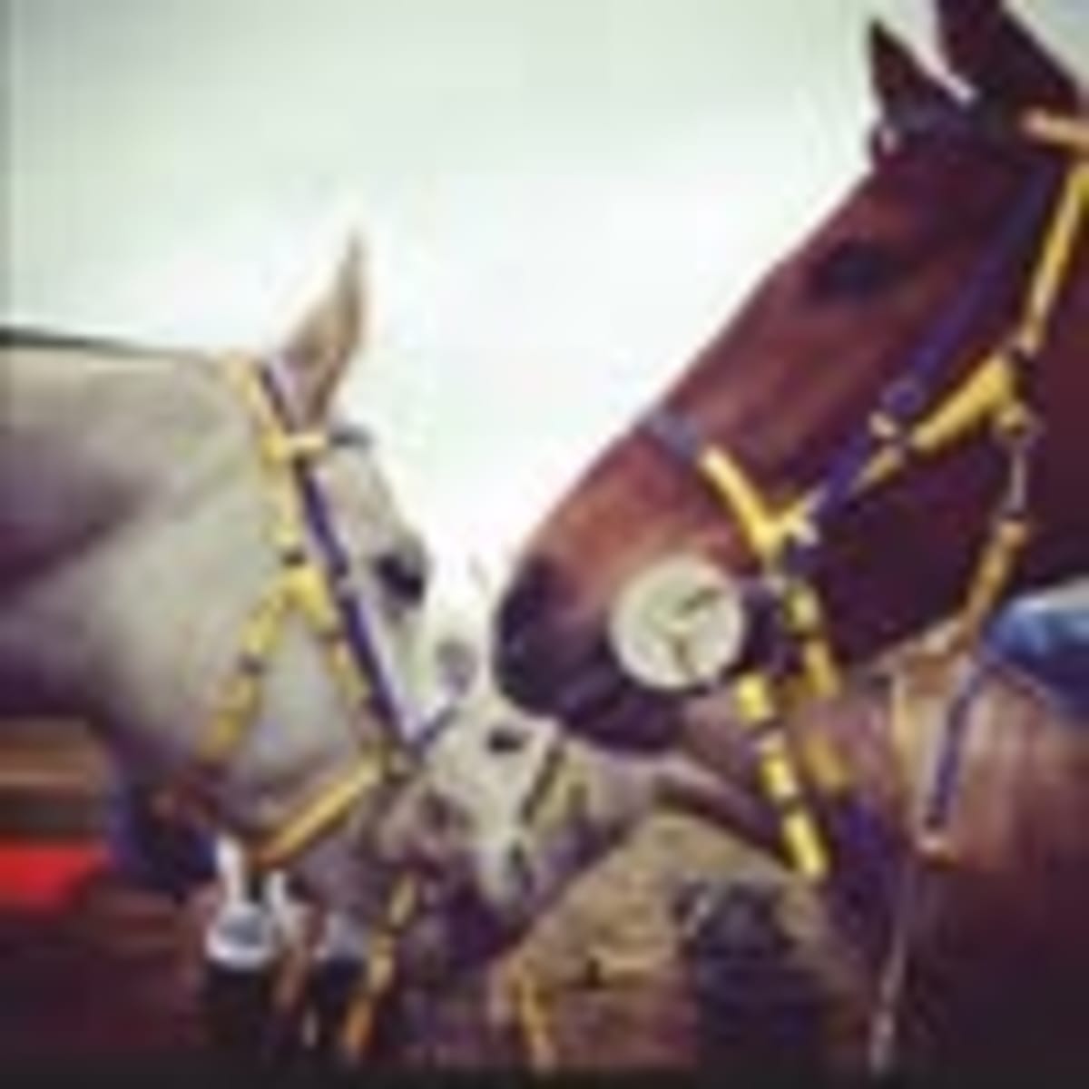 Enjoy Endurance - Hipica in Badajoz