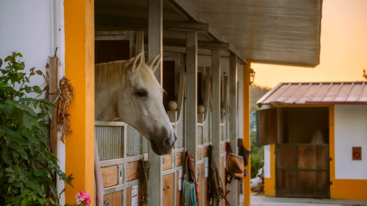 MK Equestrian Arts - Hipica in Vimeiro