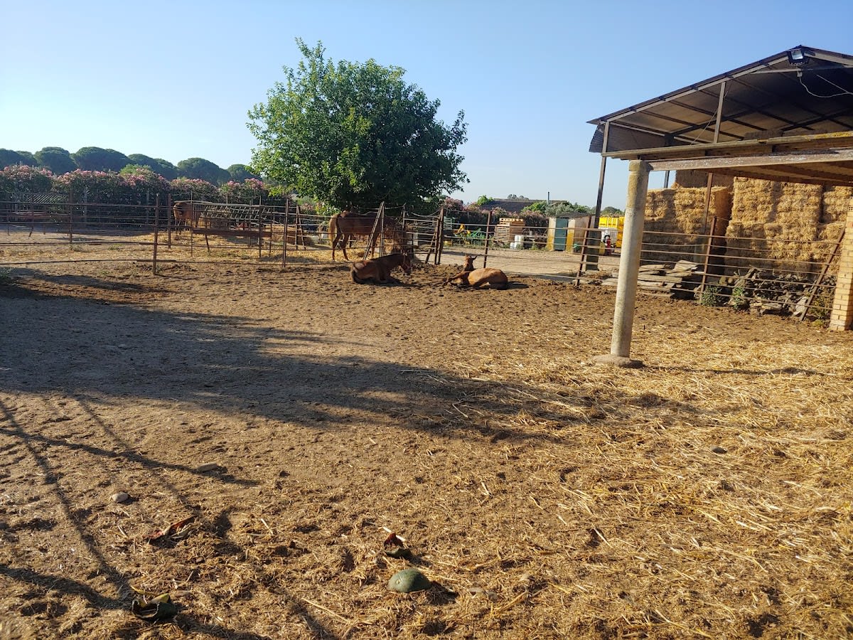 Yeguada Cristobal Muñoz López - Hipica in Villamanrique de la Condesa