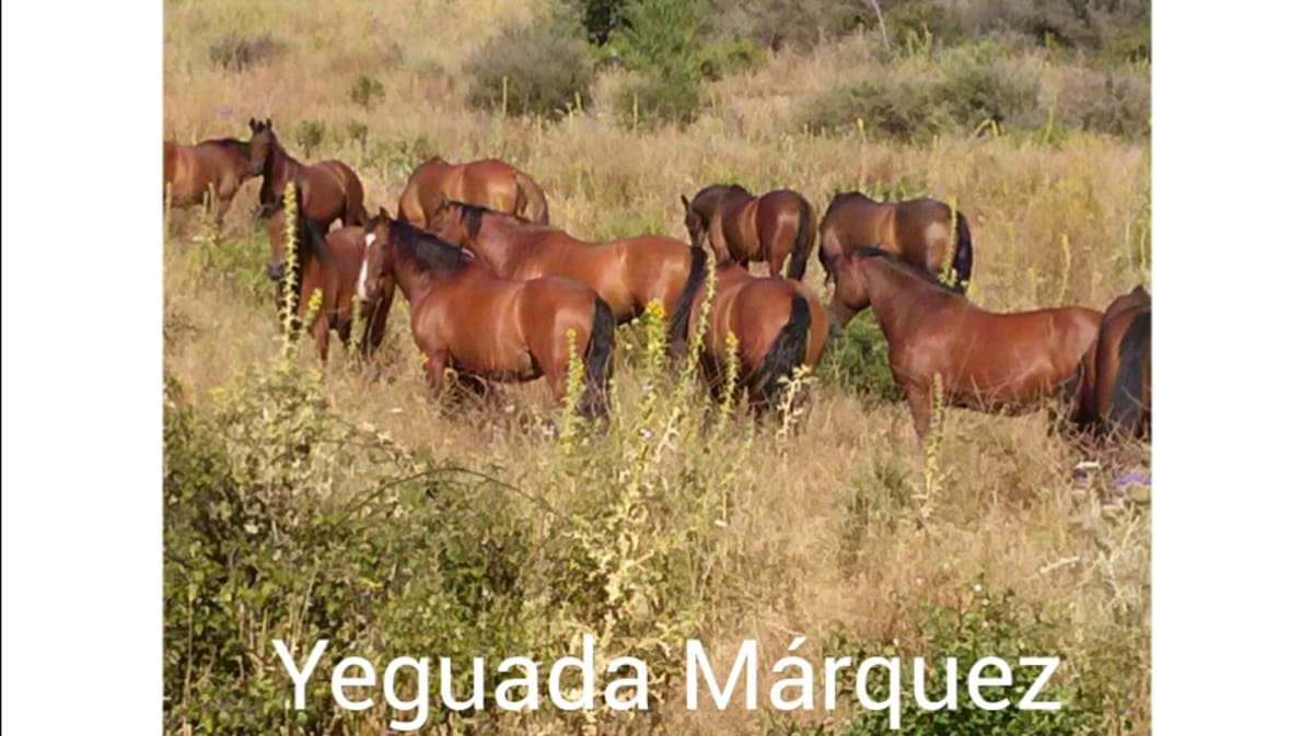 Club Hípico & Yeguada Marpop - Hipica a Estepona