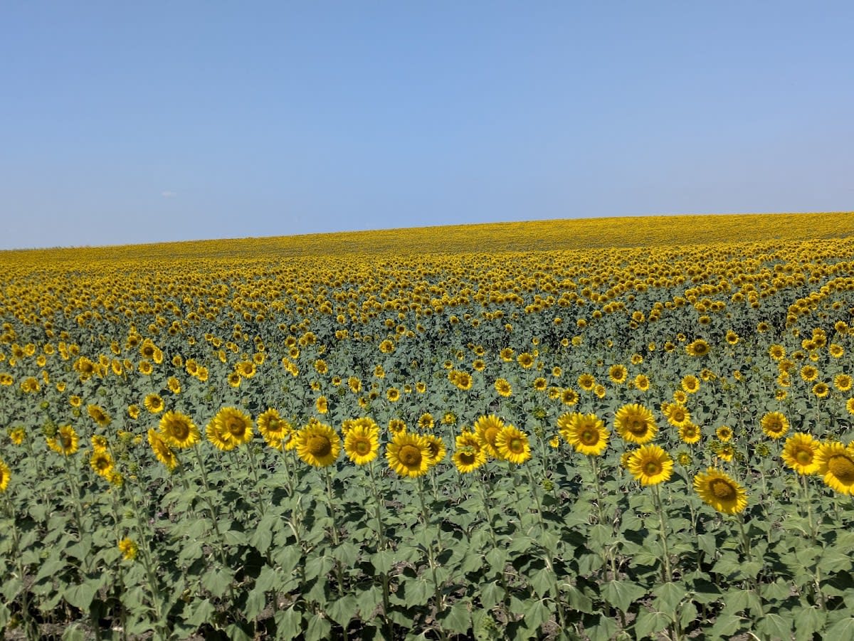 Terapias Ecuestres. Yeguada Francisco Olivera - Hipica in Alcalá de Guadaíra