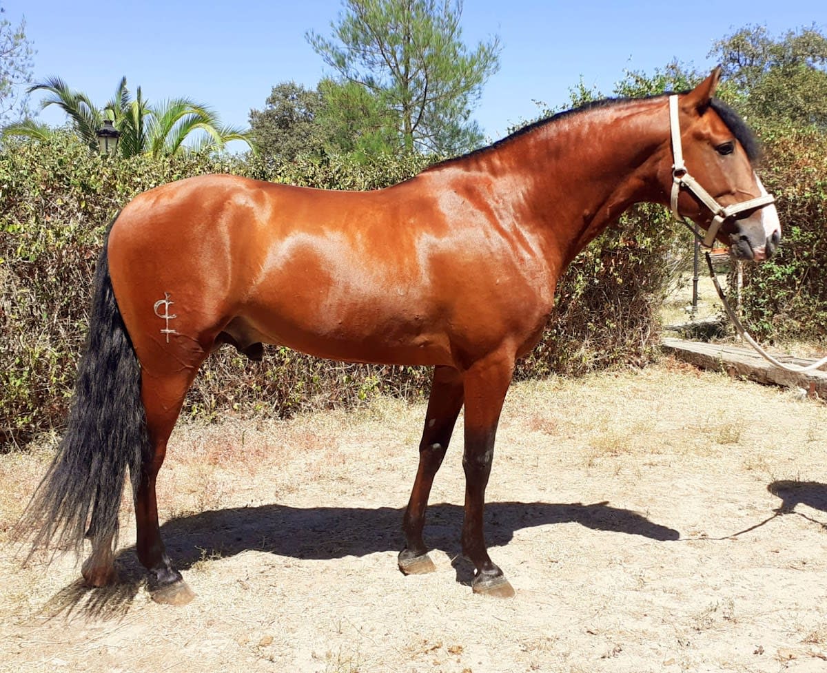 Yeguada Luis Correa - Hipica in Valverde de Mérida