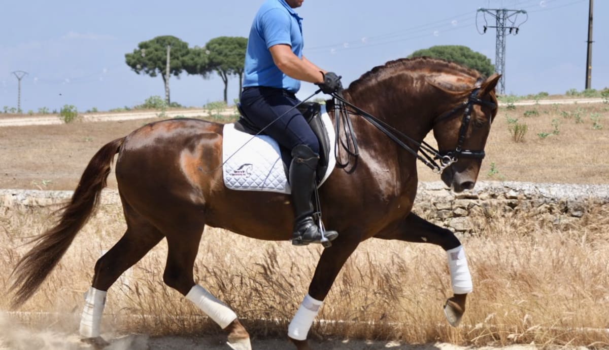 IBERIAN HORSES - Hipica in Navas del Madroño