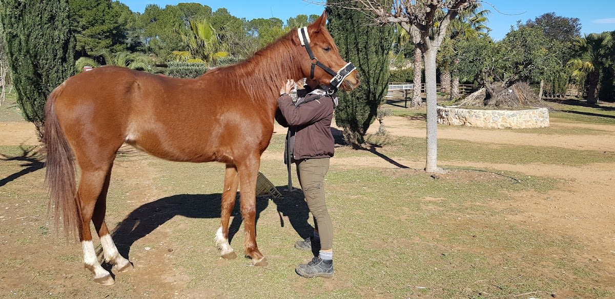 Cuadra de caballos - Hipica in Valencia